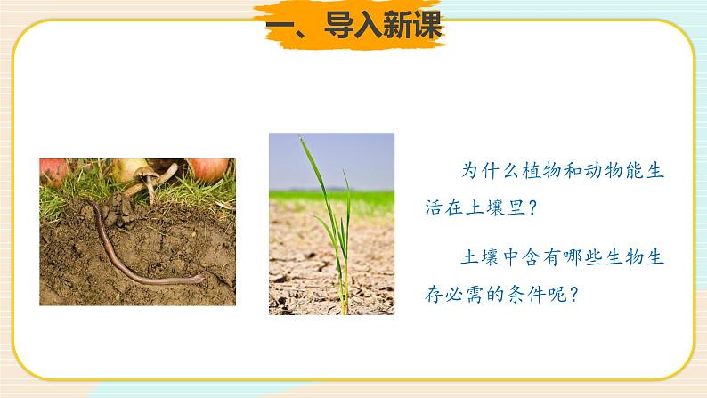 新大象科学三下 4.2 土壤的成分 课件PPT+教案02