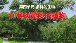 冀人版五下科學(xué) 第11課《種類繁多的植物》教案+課件PPT