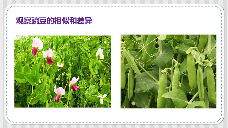 第一課《種豆得豆》課件-冀人版六年級(jí)科學(xué)上冊(cè)第3頁(yè)