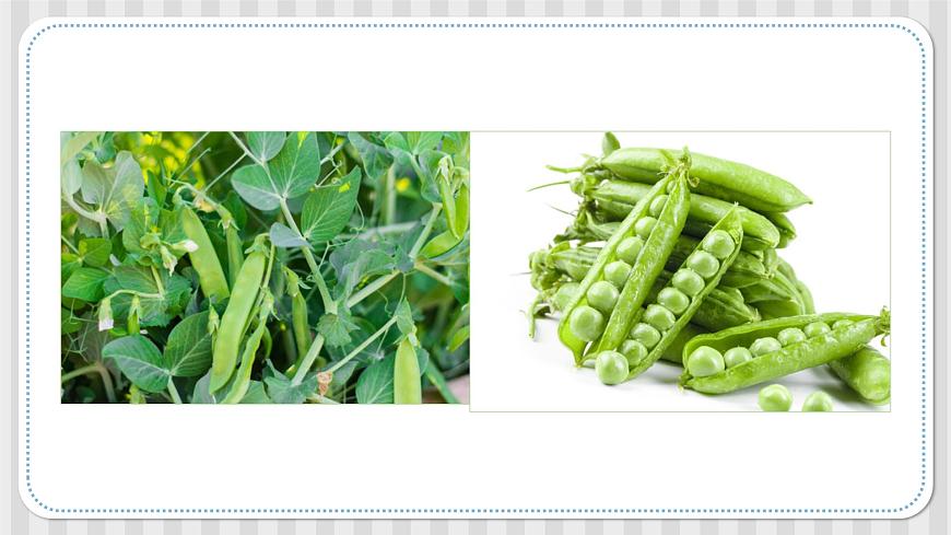 第一課《種豆得豆》課件-冀人版六年級(jí)科學(xué)上冊(cè)第4頁(yè)