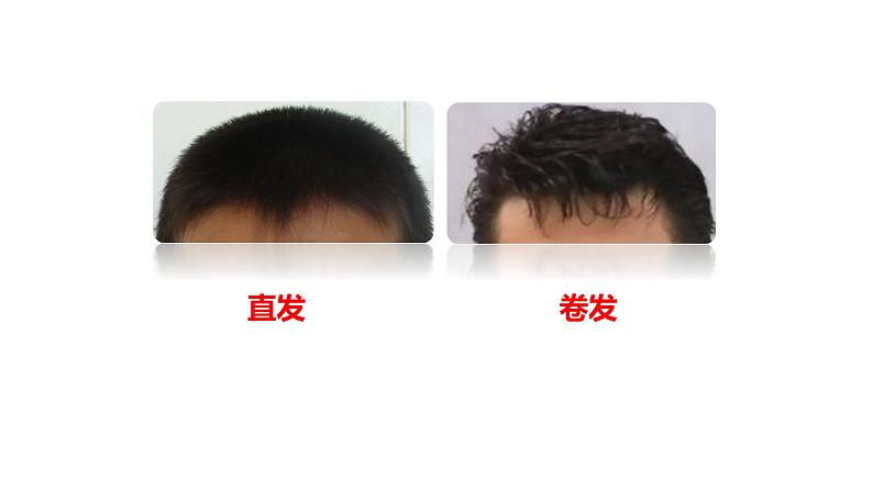 小学科学 教科版 六年级上册 相貌各异的我们 课件第6页