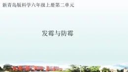 小学科学青岛版六三制六年级上册第二单元第6课《发霉与防霉》教学课件