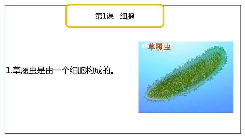 青岛版科学(2017)六年级上册第一单元《遗传和变异》复习课件第3页
