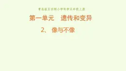 2、《像与不像》教学课件