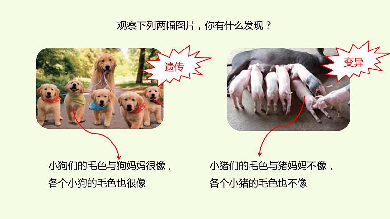2、《像与不像》教学课件02