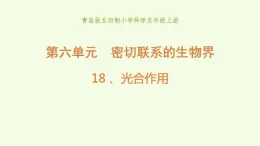 18 、《光合作用》教学课件