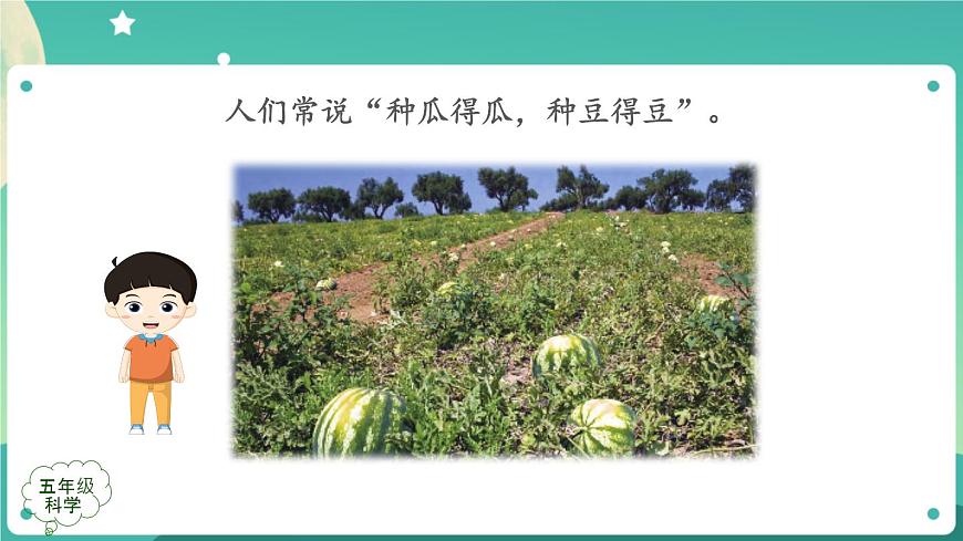 新人教鄂教版五上科學：2.6 植物的后代與親代 課件PPT+內嵌視頻第3頁