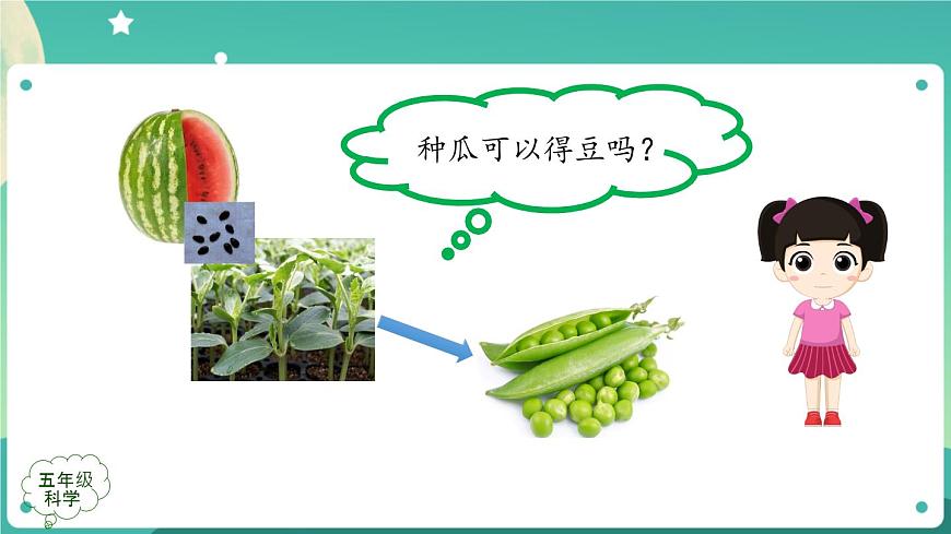 新人教鄂教版五上科學：2.6 植物的后代與親代 課件PPT+內嵌視頻第4頁