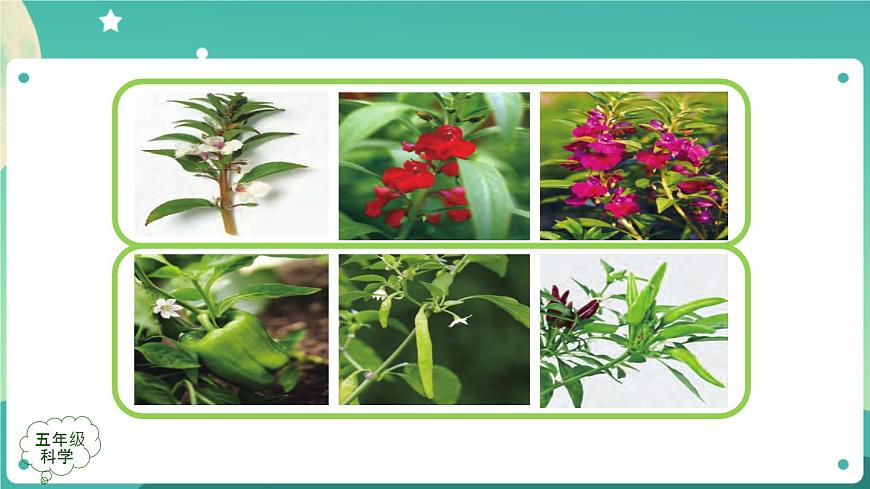 新人教鄂教版五上科學：2.6 植物的后代與親代 課件PPT+內嵌視頻第6頁