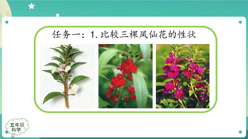 新人教鄂教版五上科學：2.6 植物的后代與親代 課件PPT+內嵌視頻第7頁