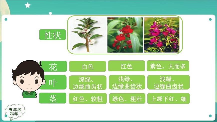 新人教鄂教版五上科學：2.6 植物的后代與親代 課件PPT+內嵌視頻第8頁