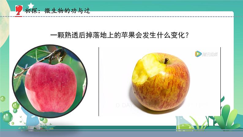 新苏教版科学五下 4 微生物的“功”与“过” PPT课件+教案08