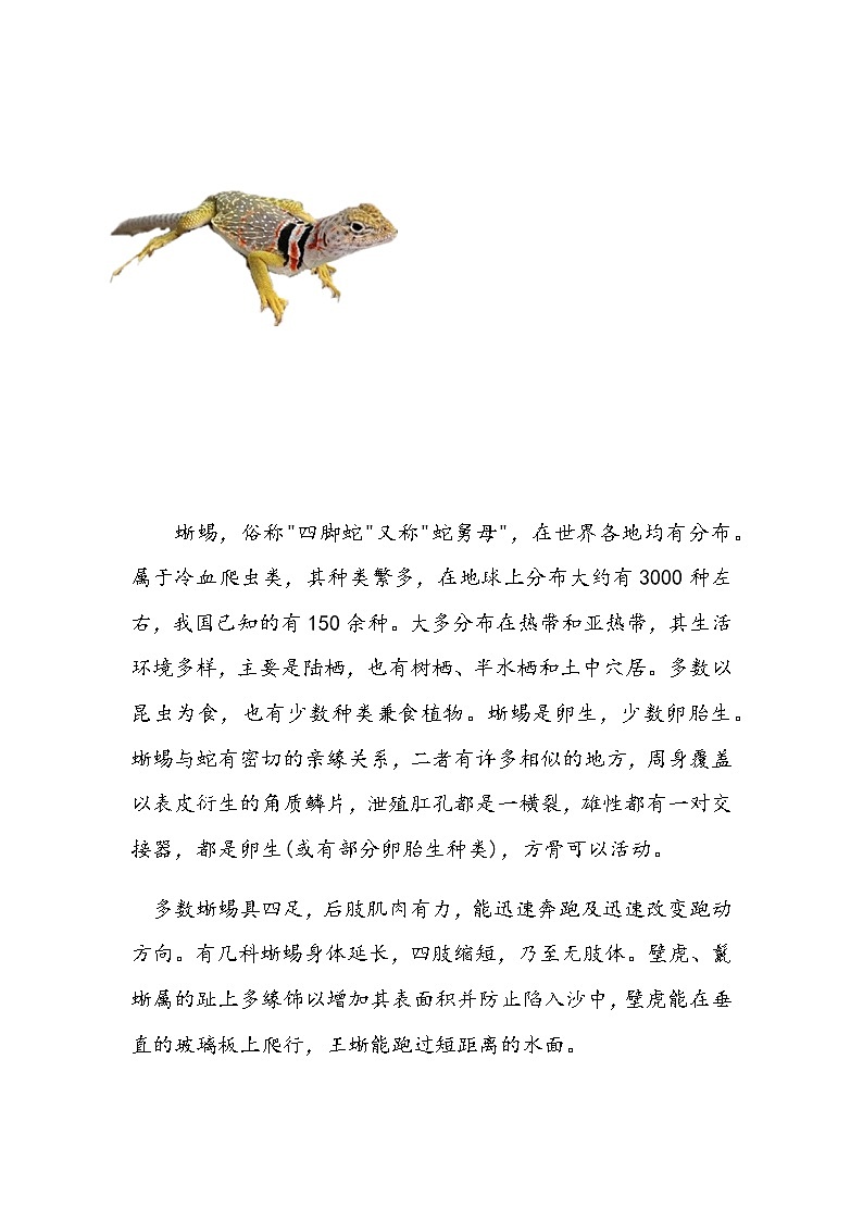 蜥蜴介绍卡第1页
