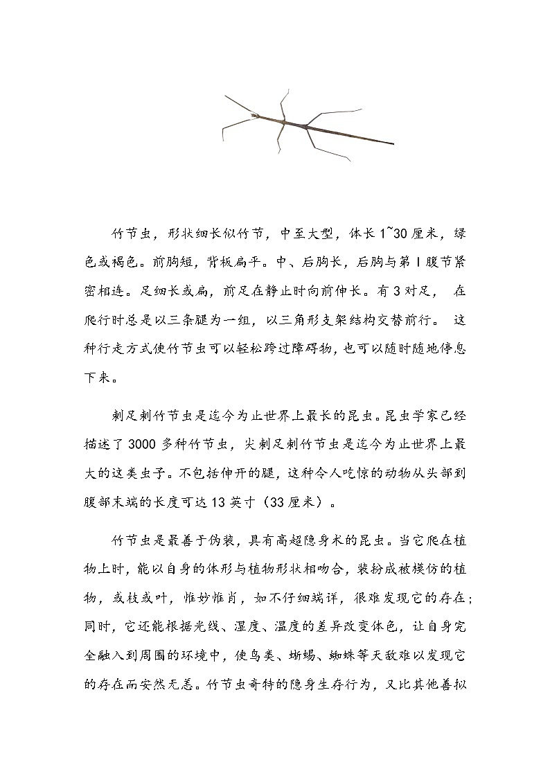 竹节虫介绍卡第1页