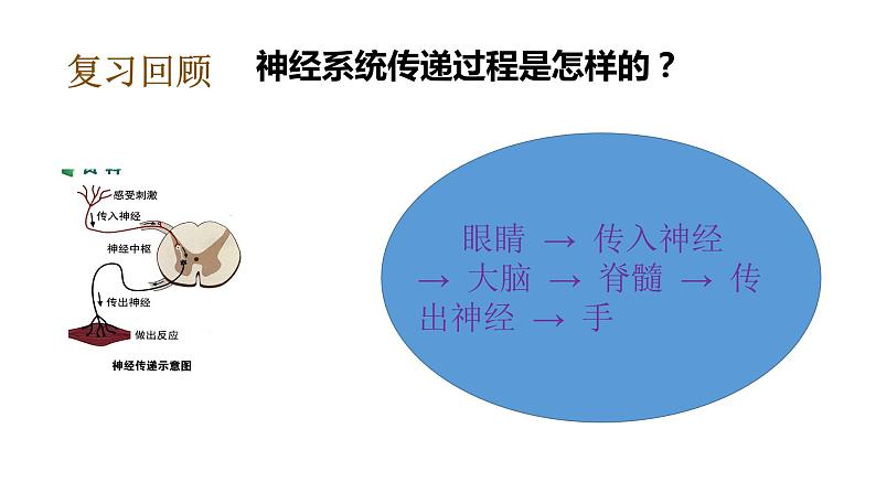 教科版(2017秋)五年级科学上册4.6 学会管理和控制自己 (课件35张+素材) 副本 (6)06