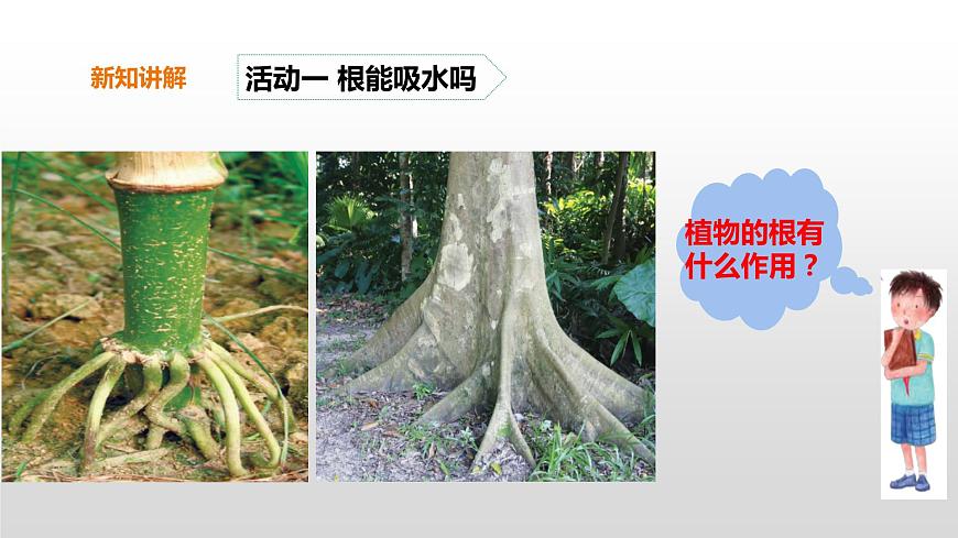 2022版粵教粵科版五年級(jí)上冊(cè)第2課《根對(duì)水分的吸收》課件第5頁