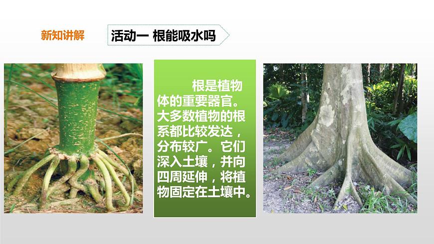 2022版粵教粵科版五年級(jí)上冊(cè)第2課《根對(duì)水分的吸收》課件第6頁
