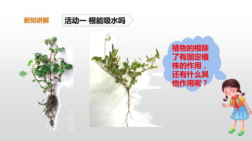 2022版粵教粵科版五年級(jí)上冊(cè)第2課《根對(duì)水分的吸收》課件第7頁