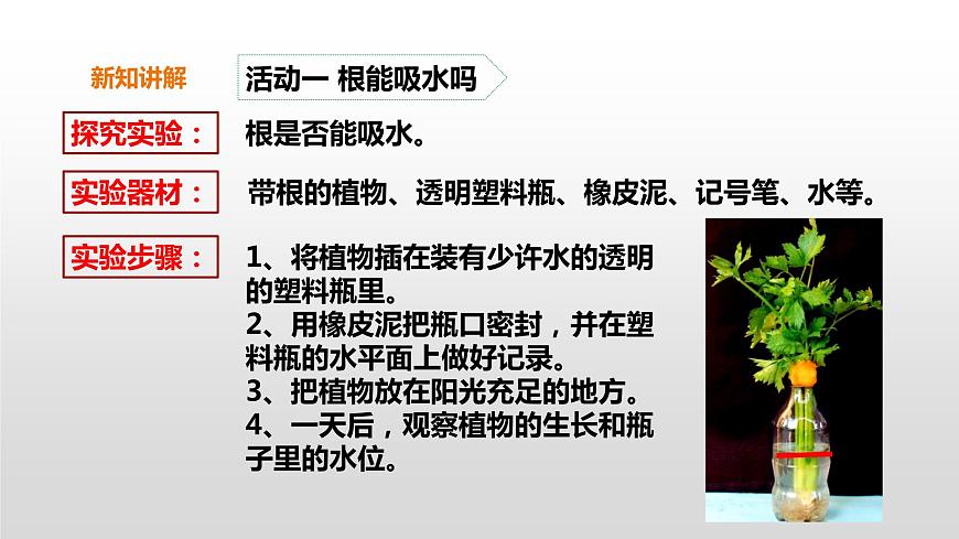 2022版粵教粵科版五年級(jí)上冊(cè)第2課《根對(duì)水分的吸收》課件第8頁