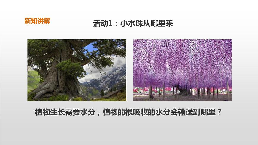 2022版粵教粵科版五年級(jí)上冊(cè)第5課《葉會(huì)蒸騰水分嗎》課件第4頁(yè)