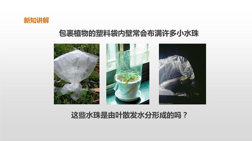 2022版粵教粵科版五年級(jí)上冊(cè)第5課《葉會(huì)蒸騰水分嗎》課件第5頁(yè)