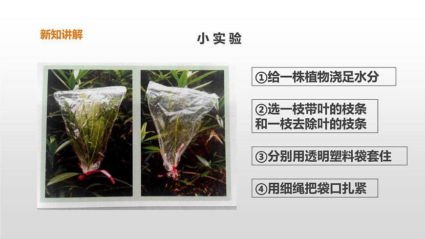 2022版粵教粵科版五年級(jí)上冊(cè)第5課《葉會(huì)蒸騰水分嗎》課件第6頁(yè)