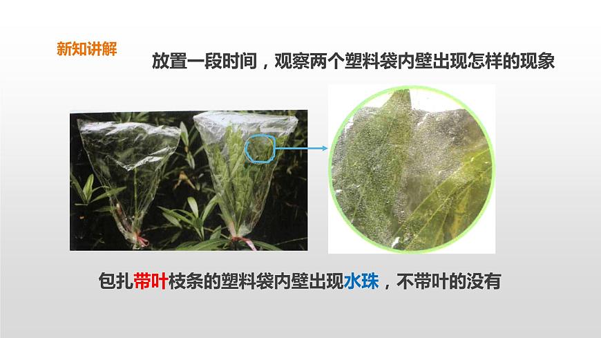 2022版粵教粵科版五年級(jí)上冊(cè)第5課《葉會(huì)蒸騰水分嗎》課件第7頁(yè)