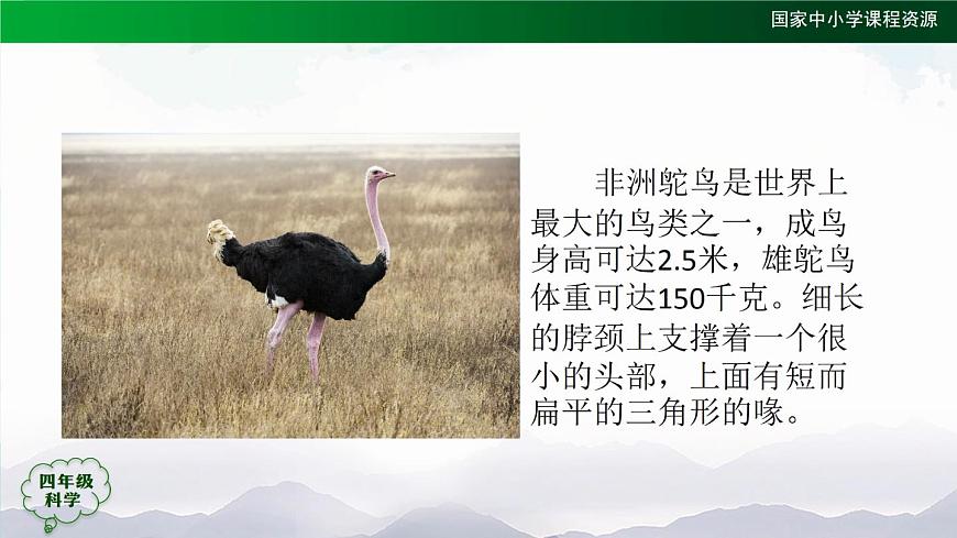 動物的分類（第一課時）PPT課件第7頁
