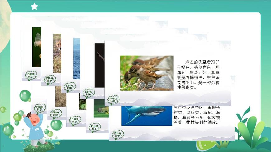 動物的分類（第一課時）PPT課件第8頁