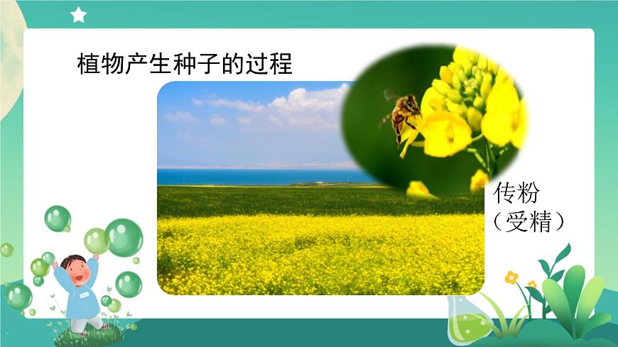 2.4 用種子繁殖 第三課時(shí) PPT課件+內(nèi)嵌視頻第7頁