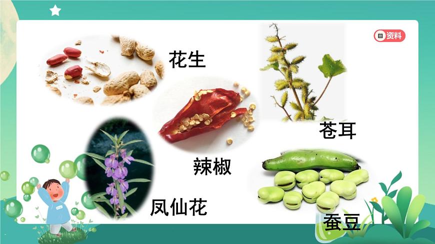 新人教鄂教版科學四上：2.5 不用種子怎樣繁殖 PPT課件第2頁