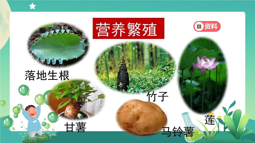 新人教鄂教版科學(xué)四上：2.6 動(dòng)物的繁殖 PPT課件+視頻第3頁(yè)