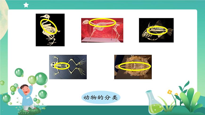 新人教鄂教版科學(xué)四上：第一單元 多樣的動物 單元回顧 PPT課件+內(nèi)嵌視頻第6頁