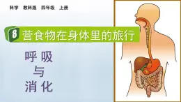 教科版科学四年级上册2.8食物在身体里的旅行教学课件