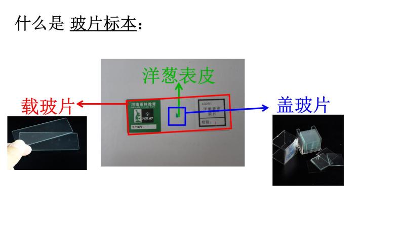 教科版六年级上科学4观察洋葱表皮细胞教学课件05