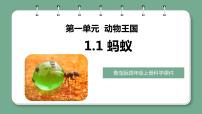 小学科学青岛版 (六三制2017)四年级上册1 蚂蚁习题ppt课件
