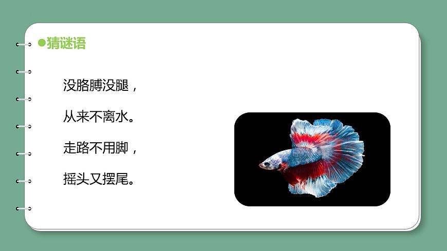 新青島版科學四上 1.2魚 課件第5頁