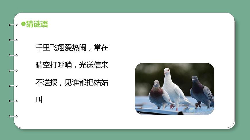 新青島版科學(xué)四上 1.3鳥 課件第5頁