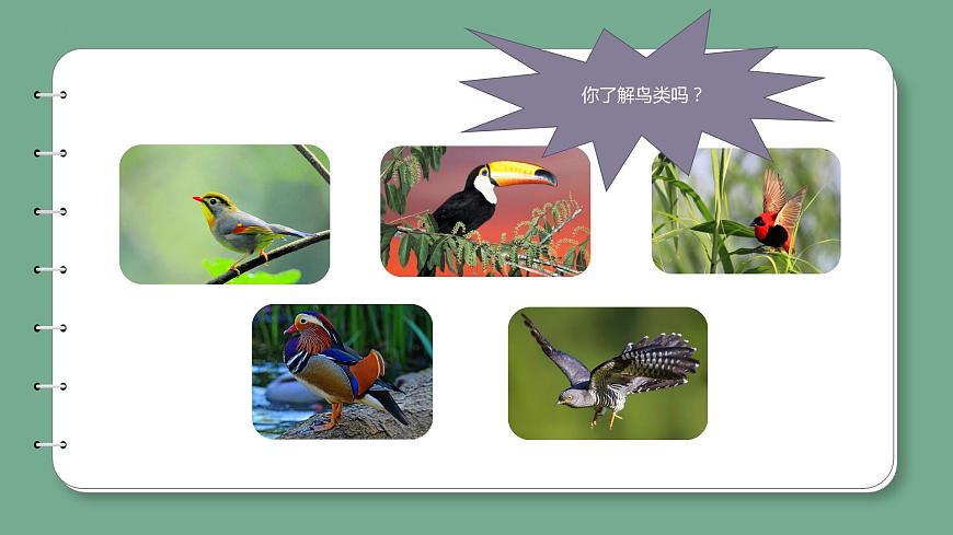 新青島版科學(xué)四上 1.3鳥 課件第6頁