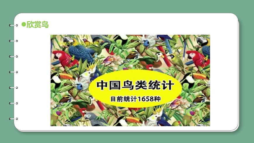 新青島版科學(xué)四上 1.3鳥 課件第7頁