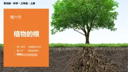 青岛版科学（2017）六三制三年级上册2.6《植物的根》教学课件