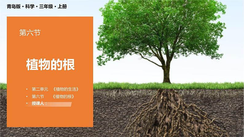 青岛版科学(2017)六三制三年级上册2.6《植物的根》教学课件01