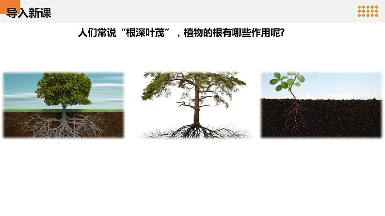 青岛版科学(2017)六三制三年级上册2.6《植物的根》教学课件04