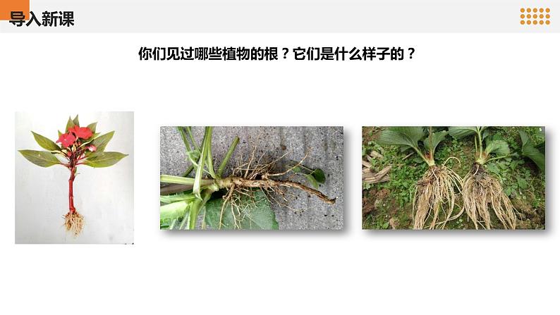 青岛版科学(2017)六三制三年级上册2.6《植物的根》教学课件05