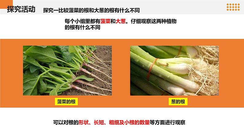 青岛版科学(2017)六三制三年级上册2.6《植物的根》教学课件07