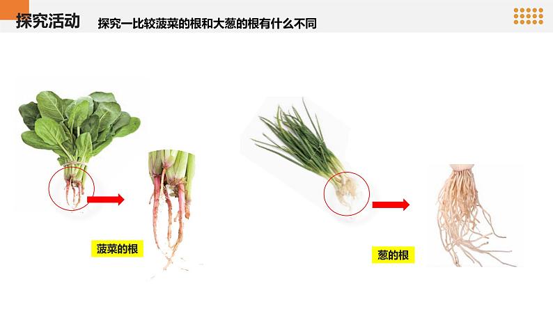青岛版科学(2017)六三制三年级上册2.6《植物的根》教学课件08
