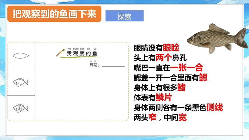 2.5《觀察魚(yú)》課件 第6頁(yè)