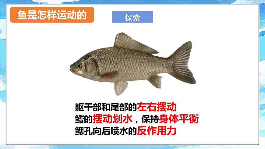 2.5《觀察魚(yú)》課件 第7頁(yè)