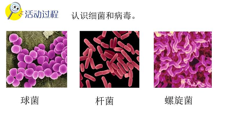 青岛版(五四制)五年级上册科学10细菌和病毒 (课件+素材)04