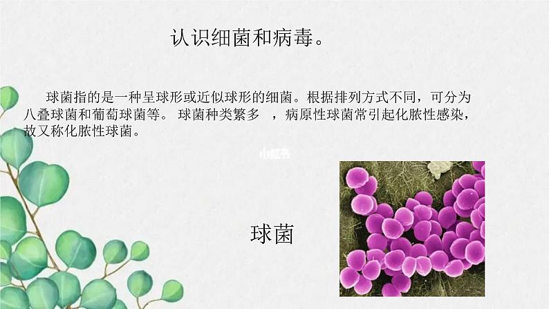 青岛版(五四制)五年级上册科学10细菌和病毒 (课件+素材)05